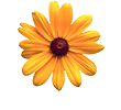 flower-active